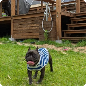 dogrun02