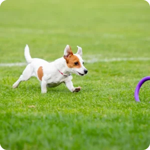 dogrun04