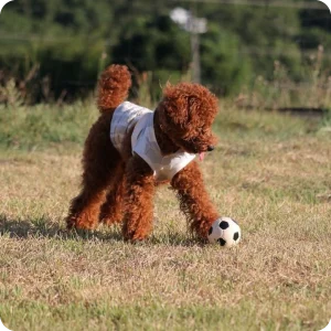 dogrun05